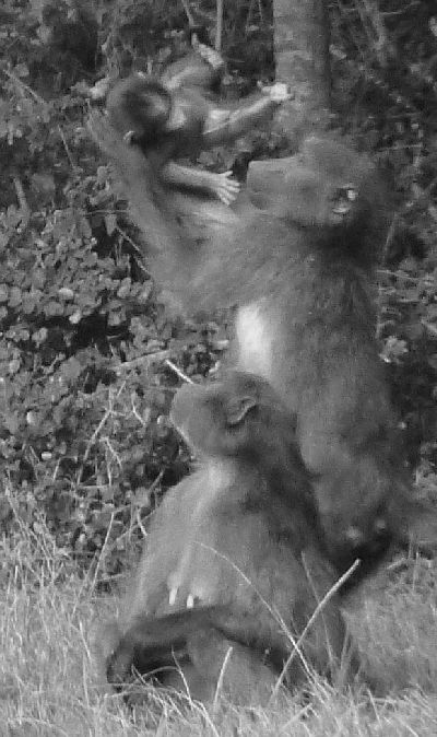 Baboon playing with baby (wildcliff.org)
